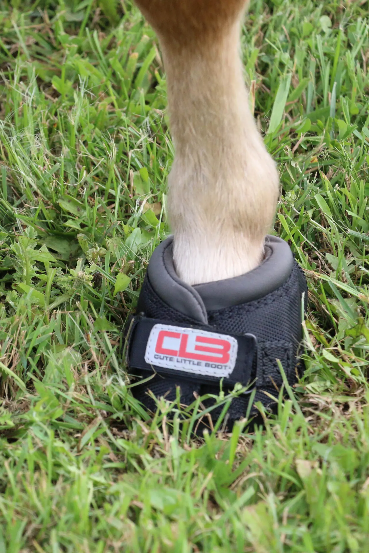 Cavallo Hoof Boots F.R.A. CLB boots (vanlig/par)