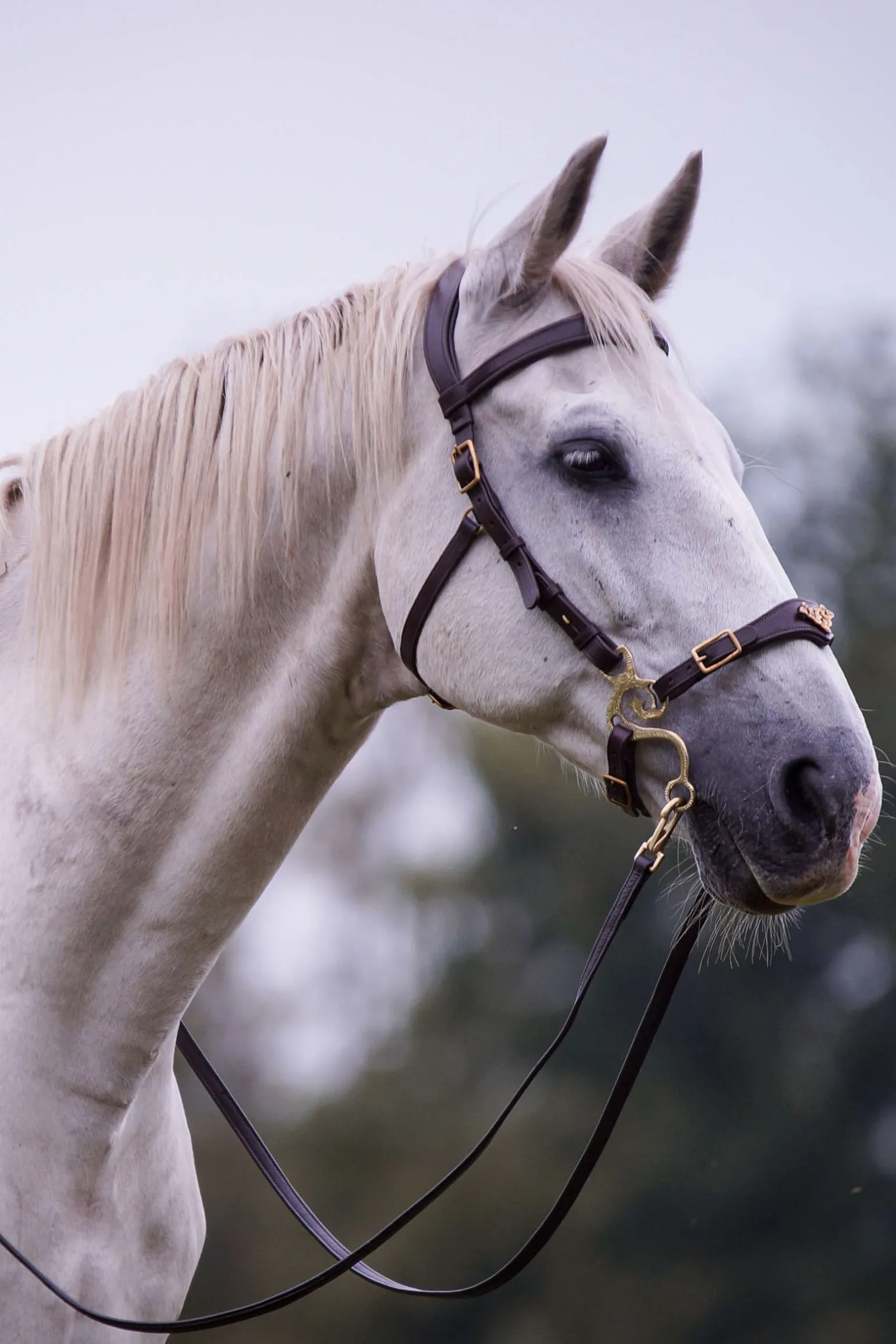 F.R.A. Freedom Riding Articles Imperial hodelag Hackamore med tøyler (system 2) shire