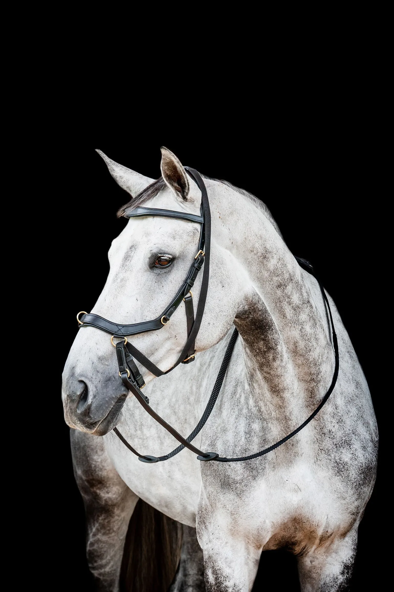 Horseware Micklem 2 Multi Hodelag