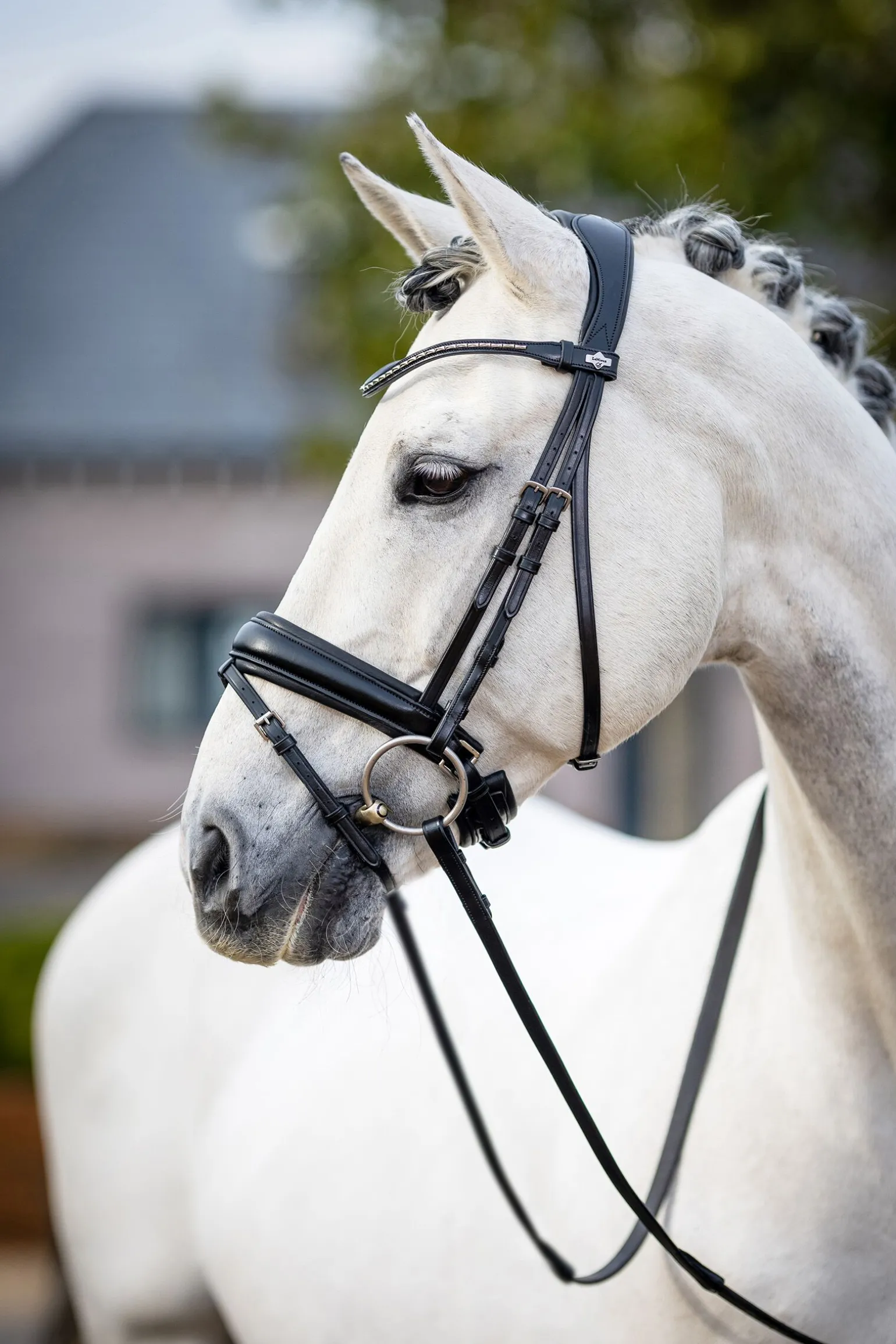 LeMieux Classic dressurhodelag