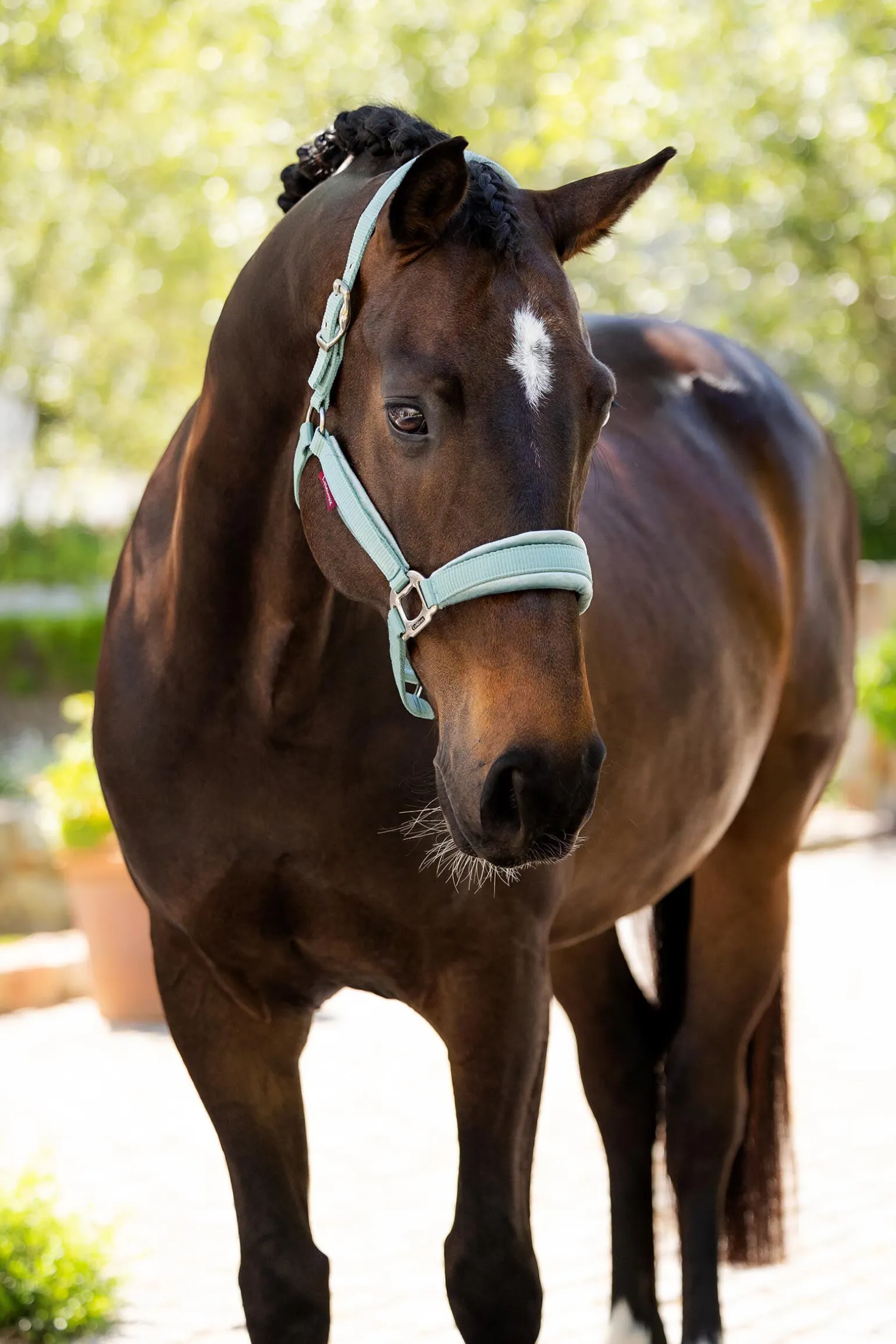 LeMieux Versailles Halter